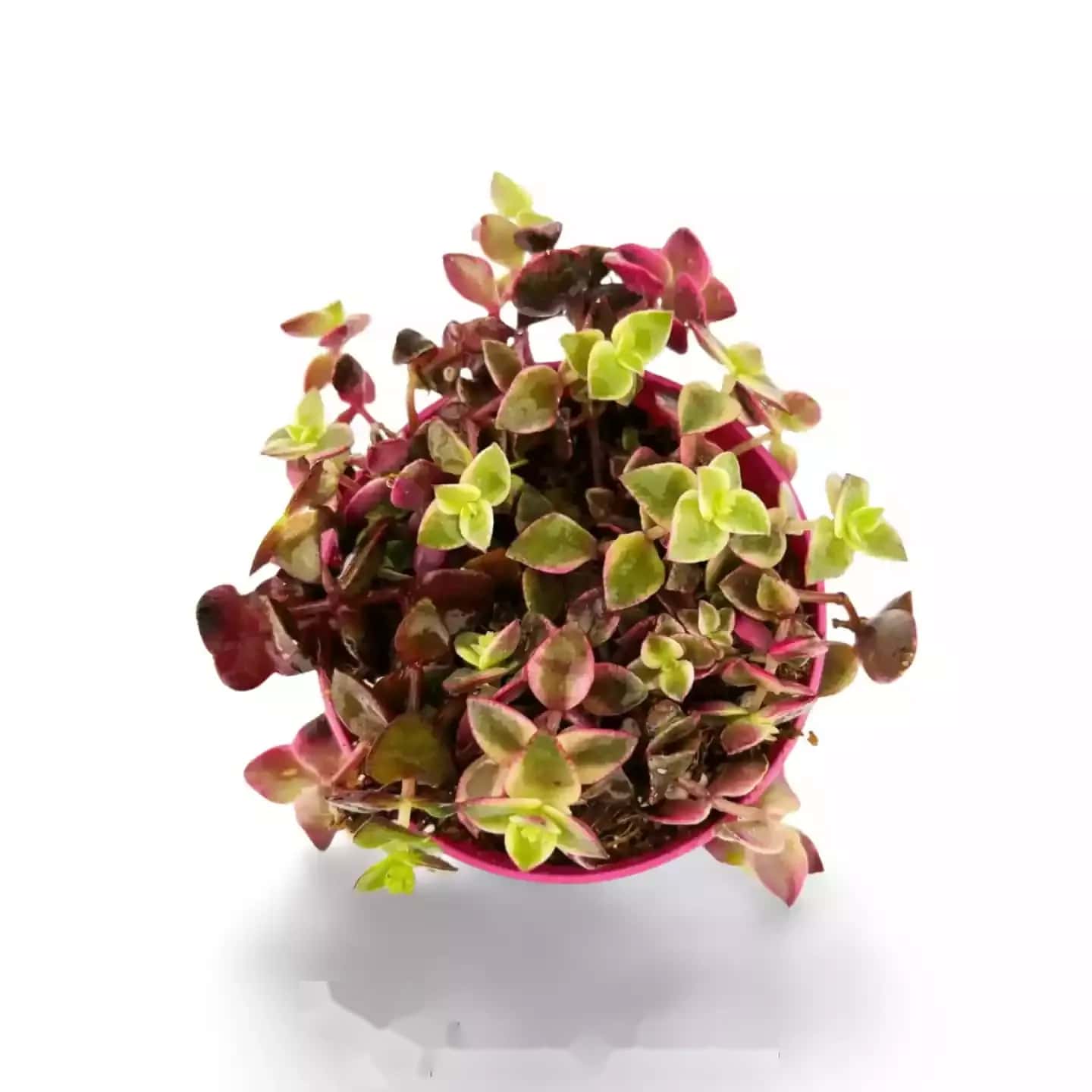 Panier suspendu Crassula marginalis