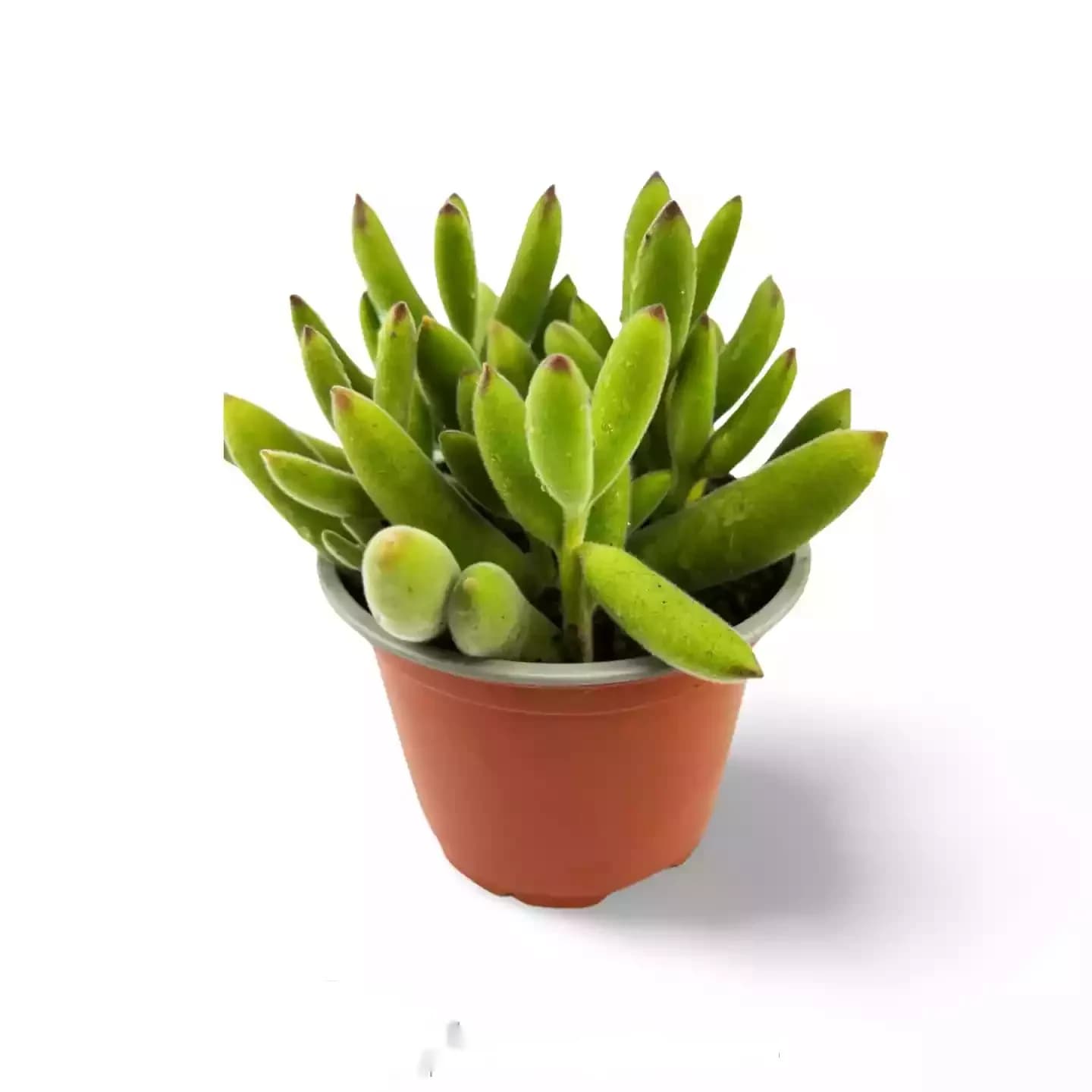 Crassula nudicaulis