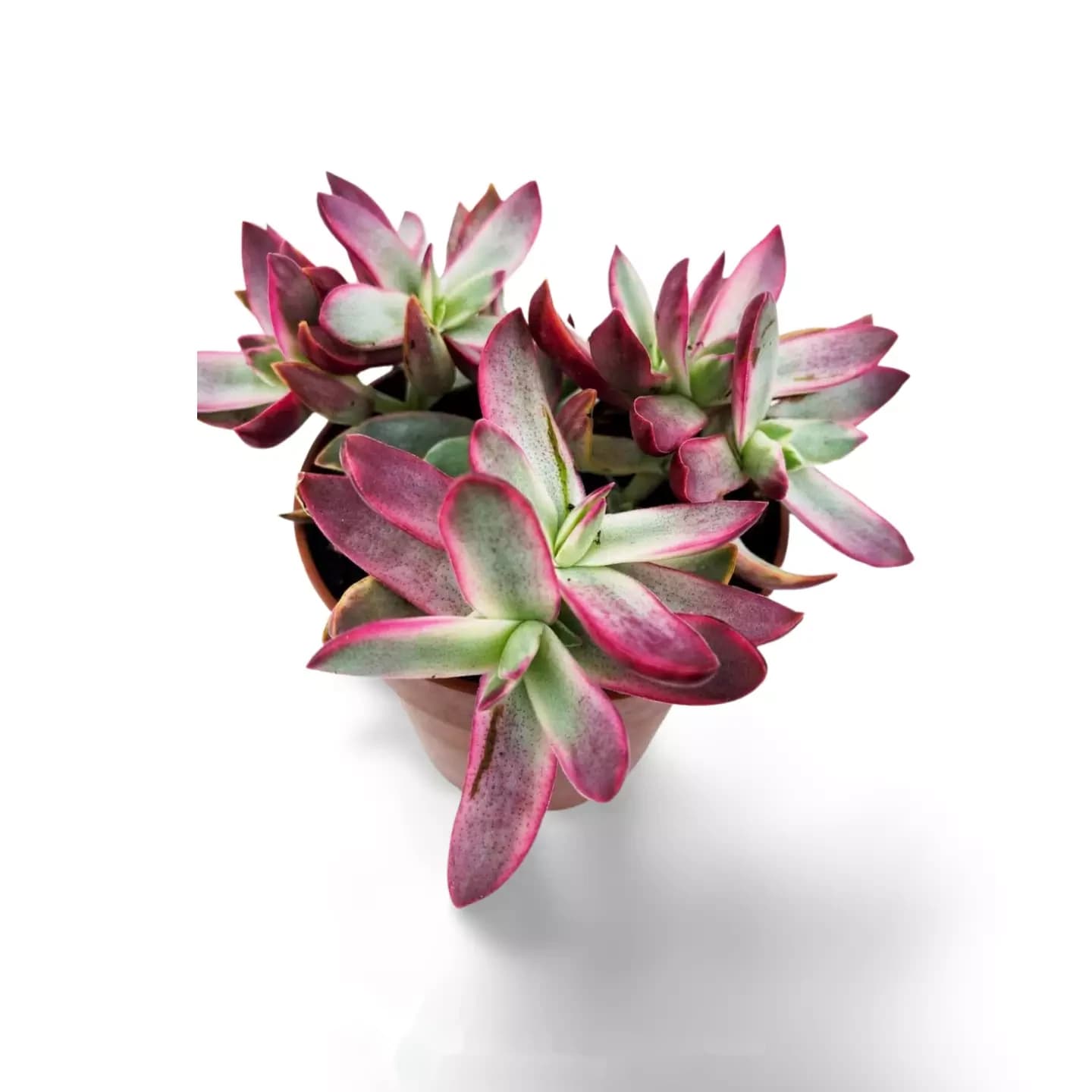 Crassula Rubricaulis Canne En Bonbon