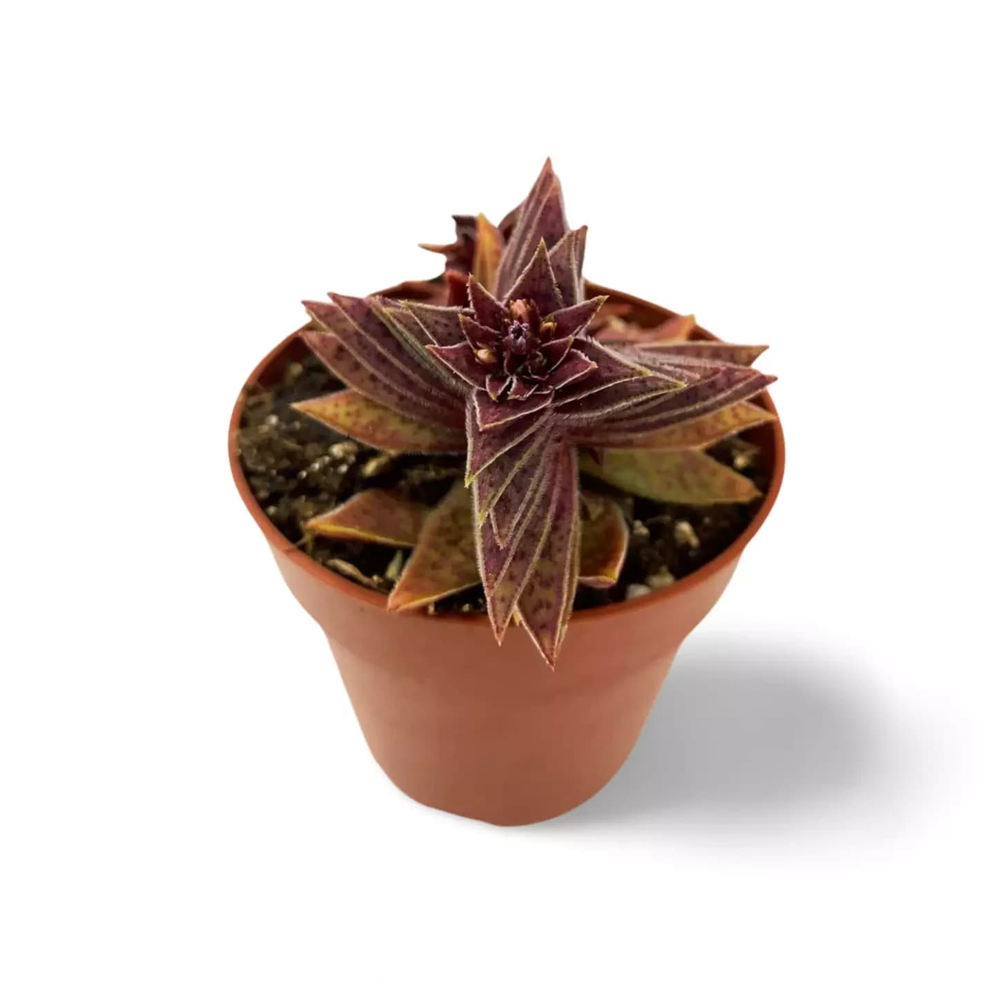 Crassula Capitella