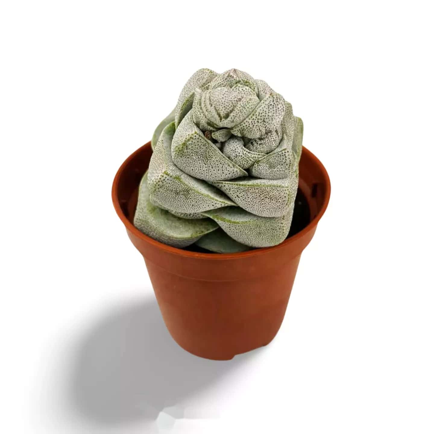Crassula Décepteur