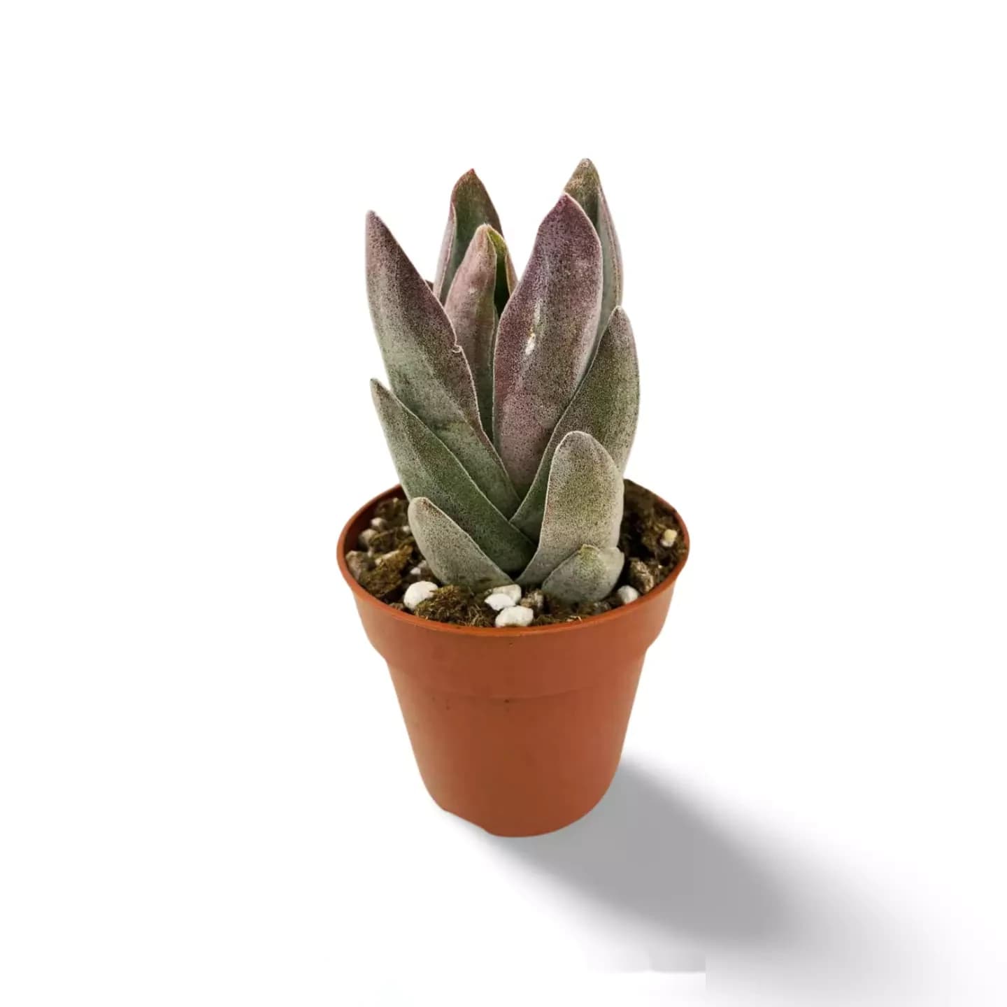 Crassula Grenat Lotus