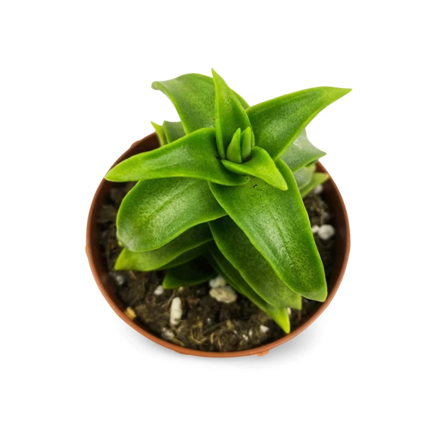 Crassula Perforée "Grande"
