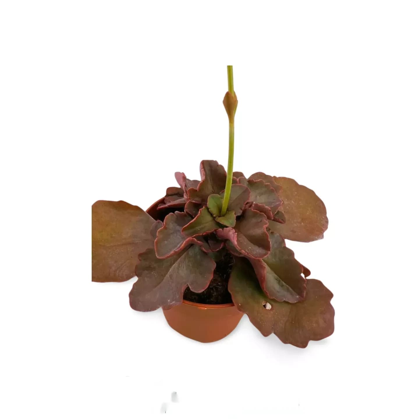 Echeveria Cecilia