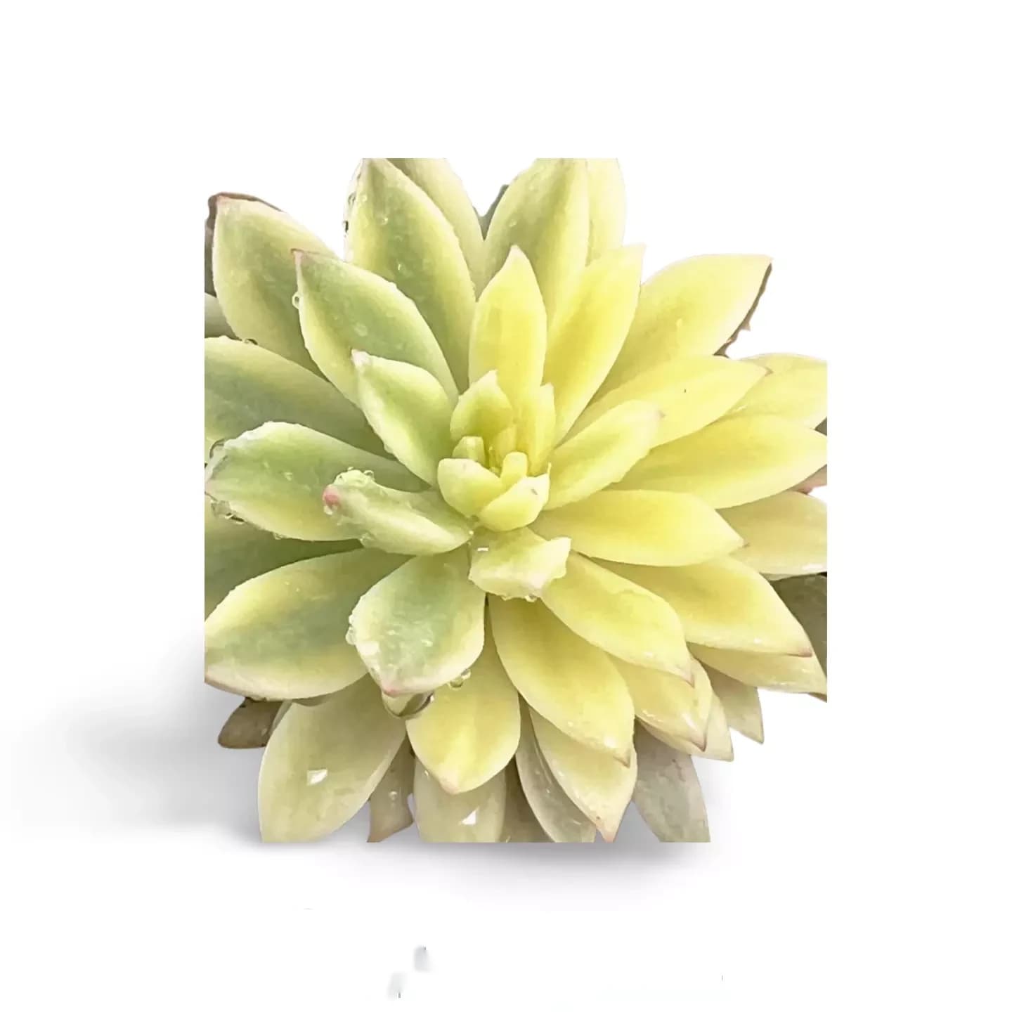 Echeveria émeraude panachée