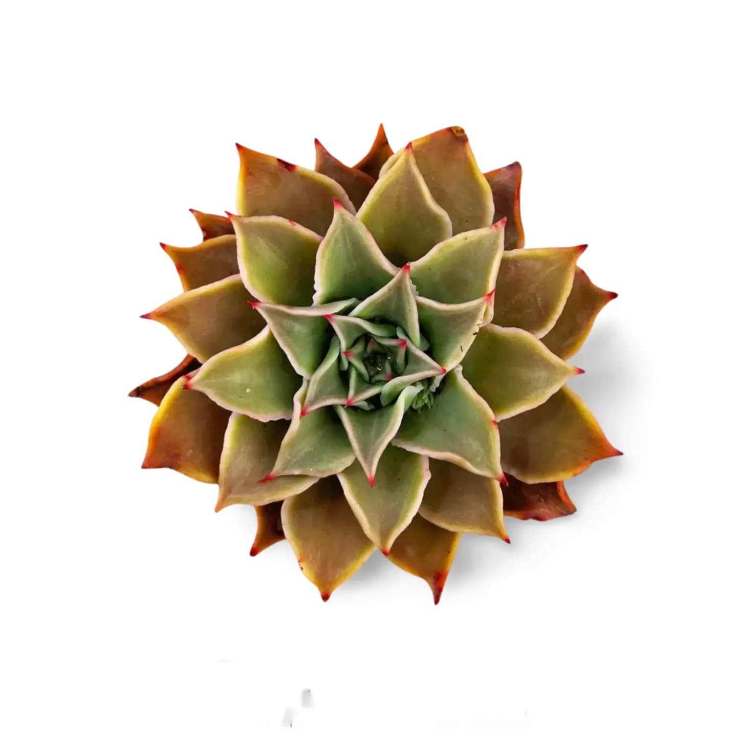 Echeveria Madiba