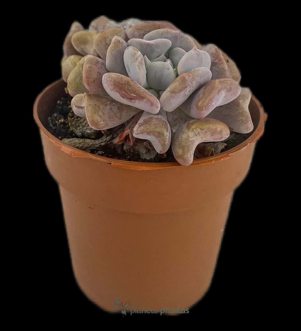 Echeveria Cubic Frost
