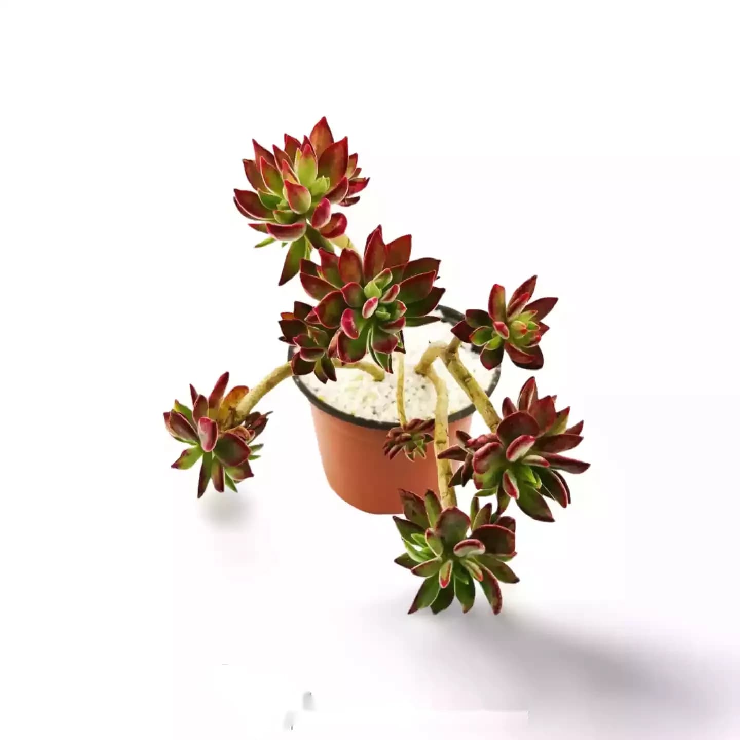 Chaussons rubis Echeveria Harmsii