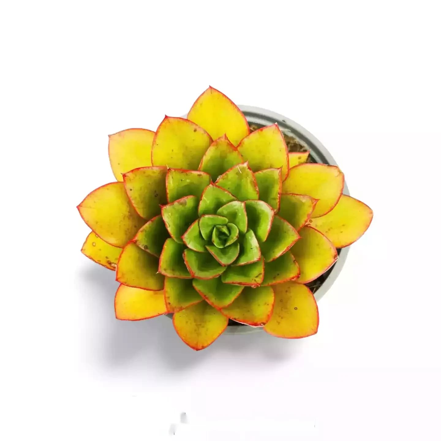 Echeveria Rose Glacé