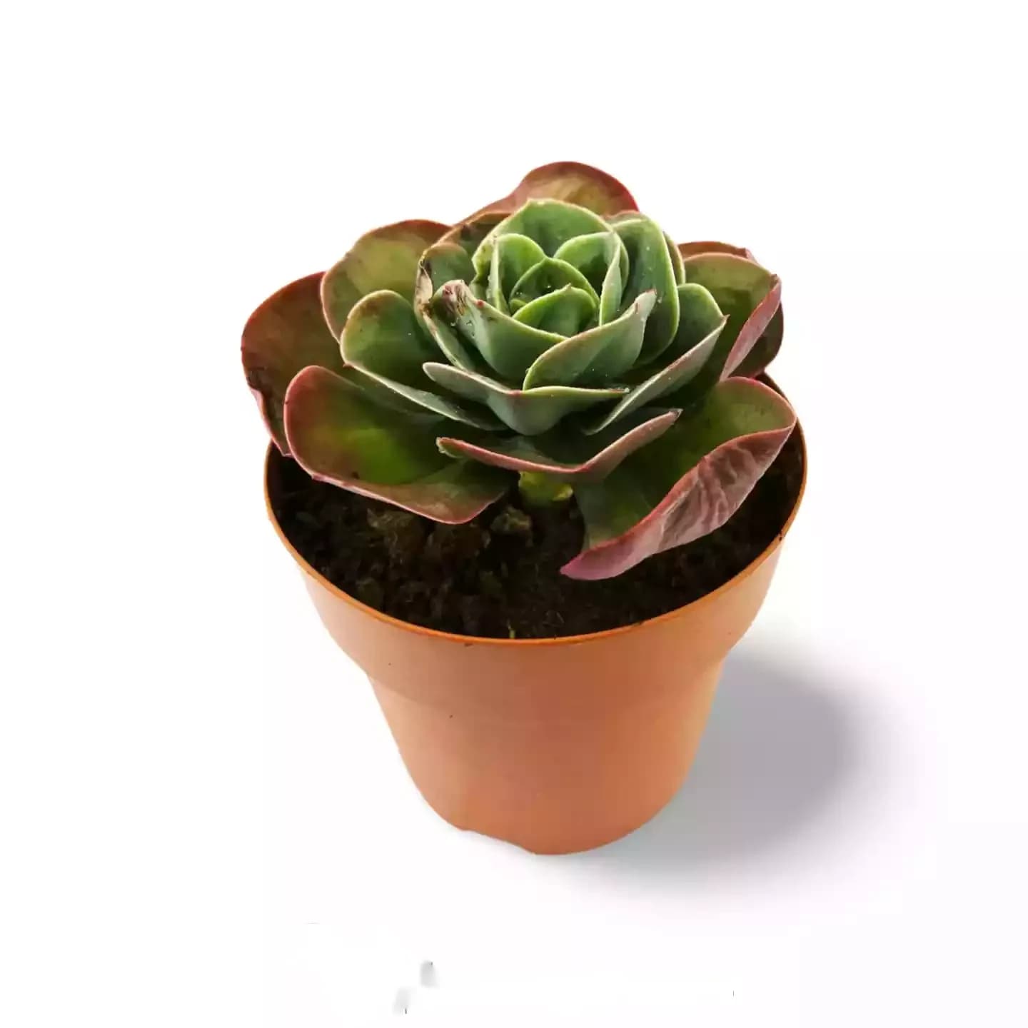 Echeveria Mandala