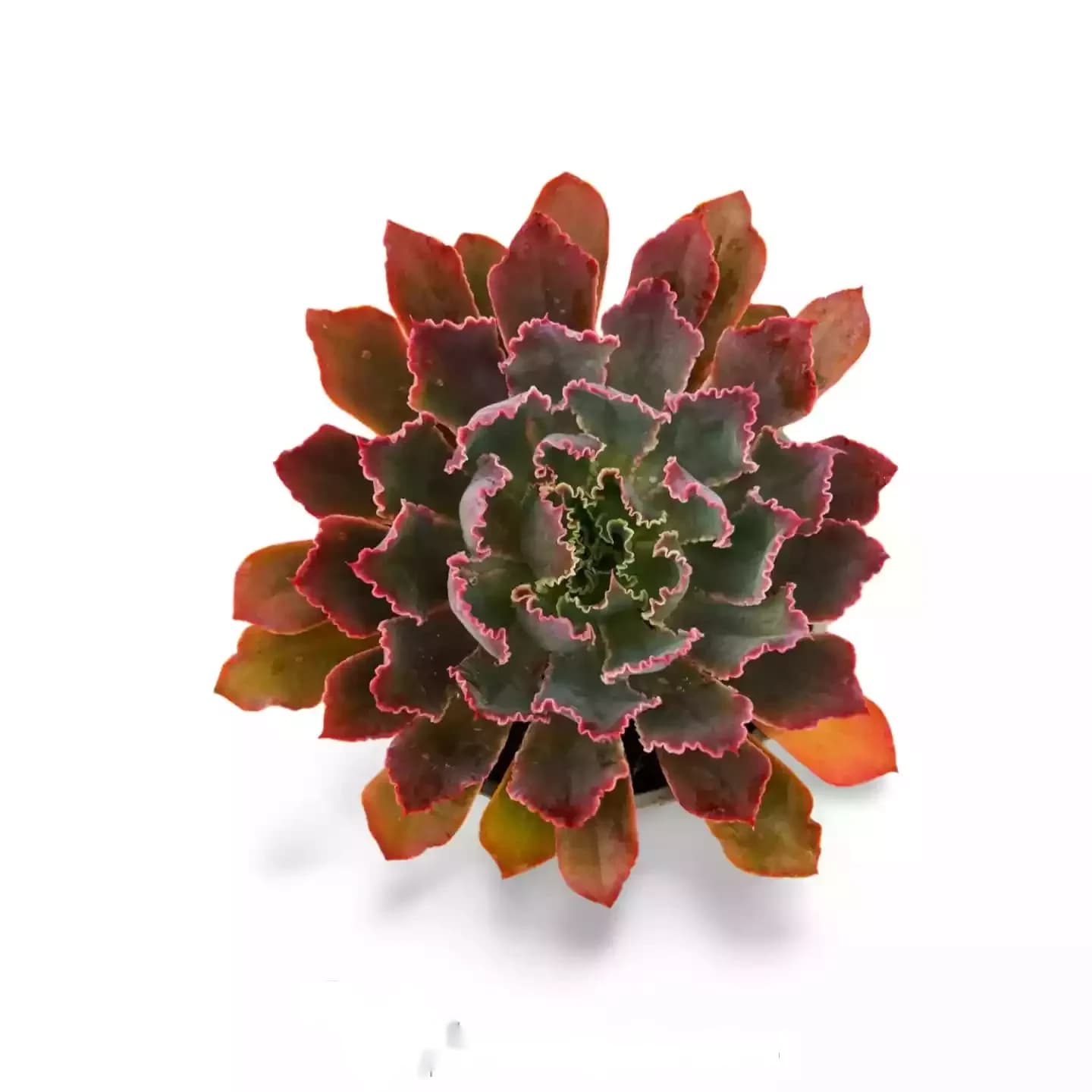 Disjoncteurs de néon Echeveria
