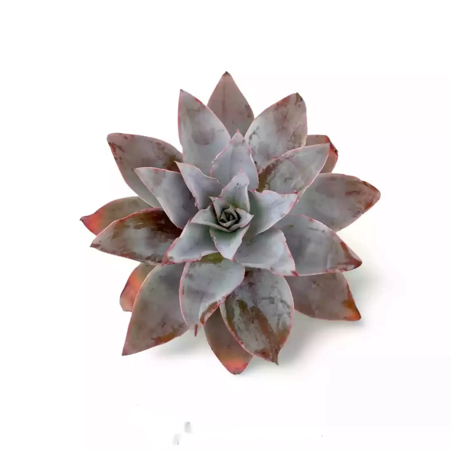 Echeveria strictiflora