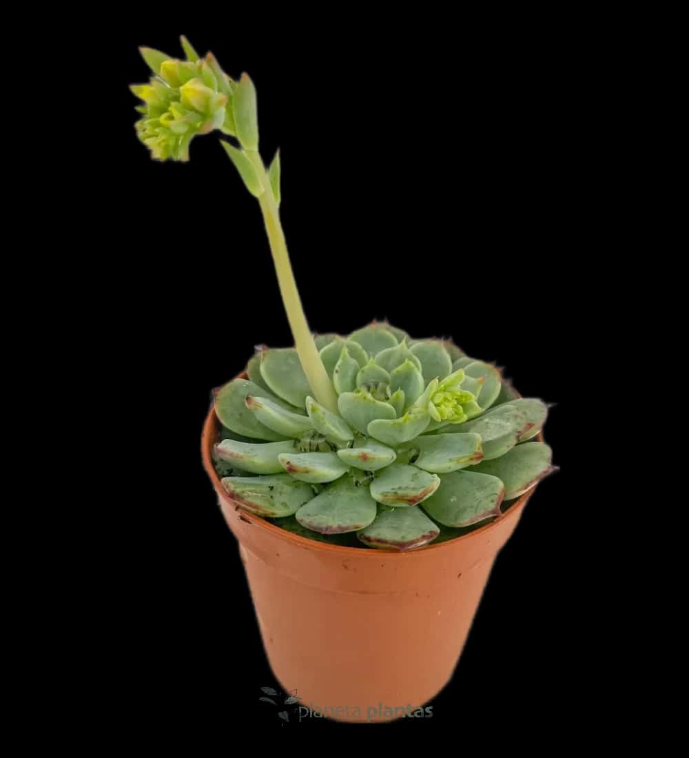Echeveria minima