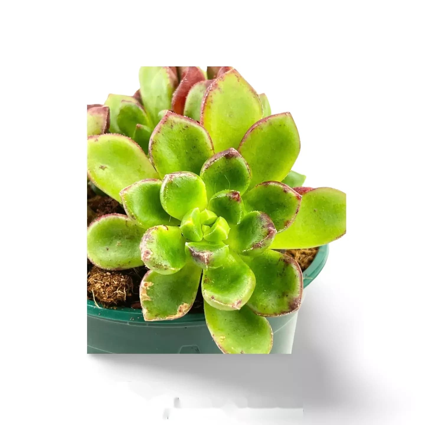 Echeveria multicaulis - rose cuivrée