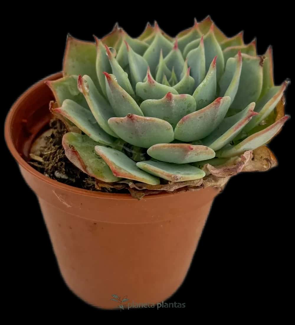 Echeveria Secunda
