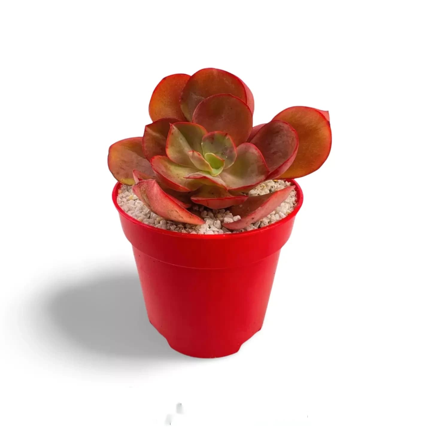 Echeveria Suson