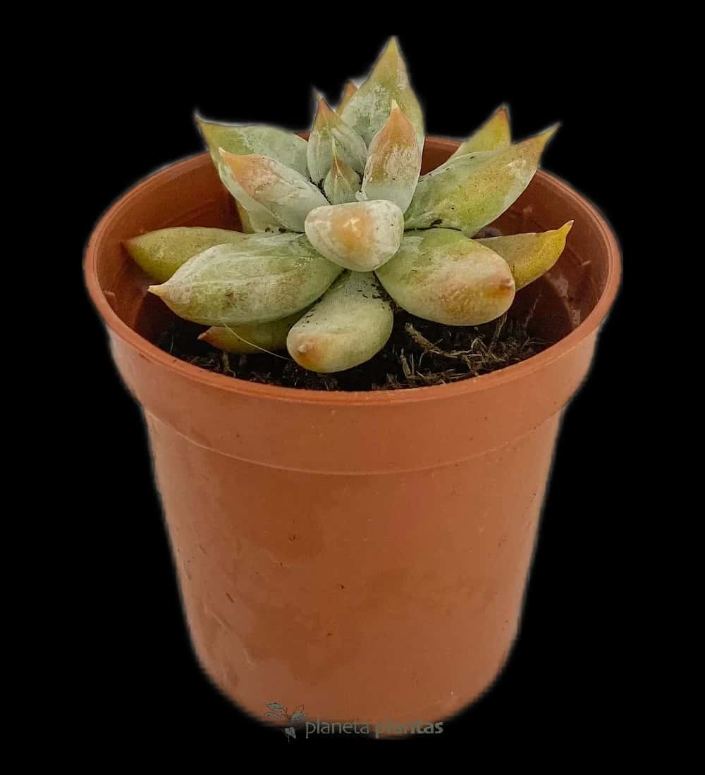 Echeveria tolimanensis