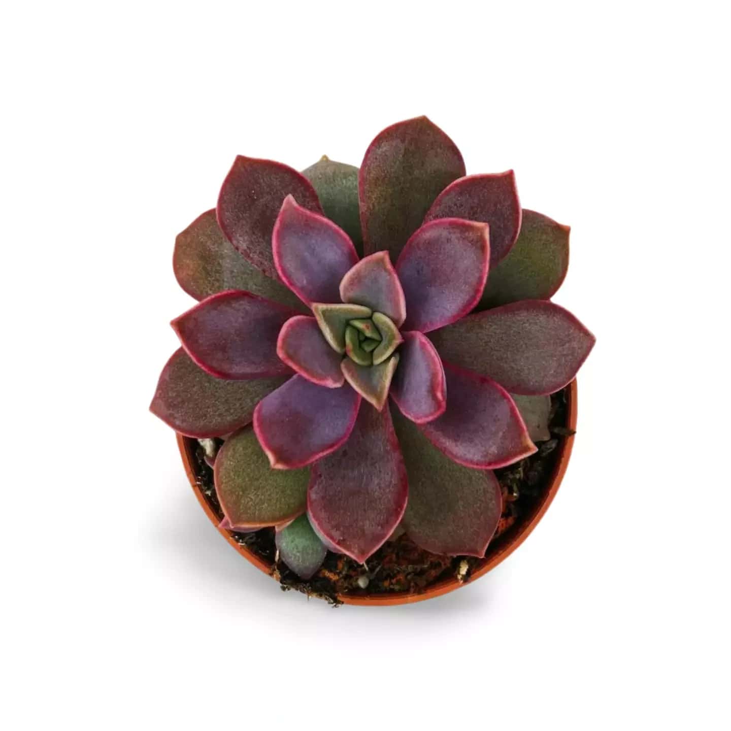 Echeveria Perle Violette