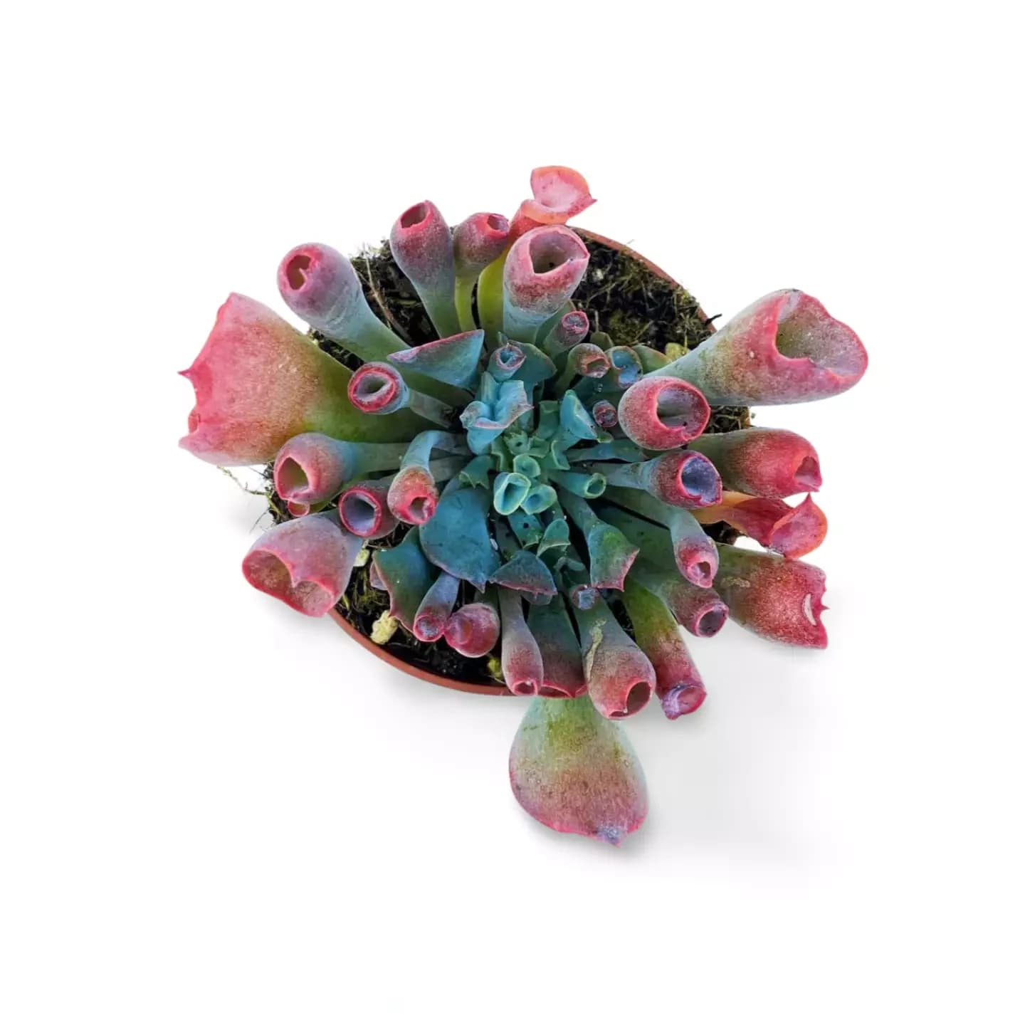 Echeveria Trompette Pinky