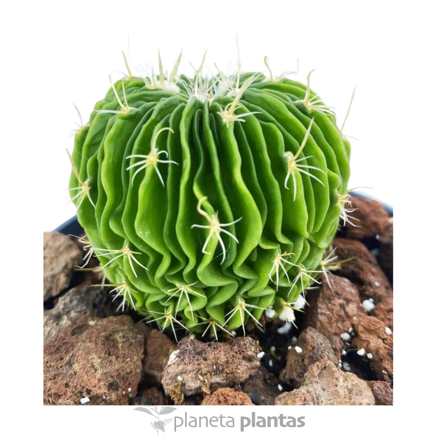 Echinofossulocactus Multicostatus