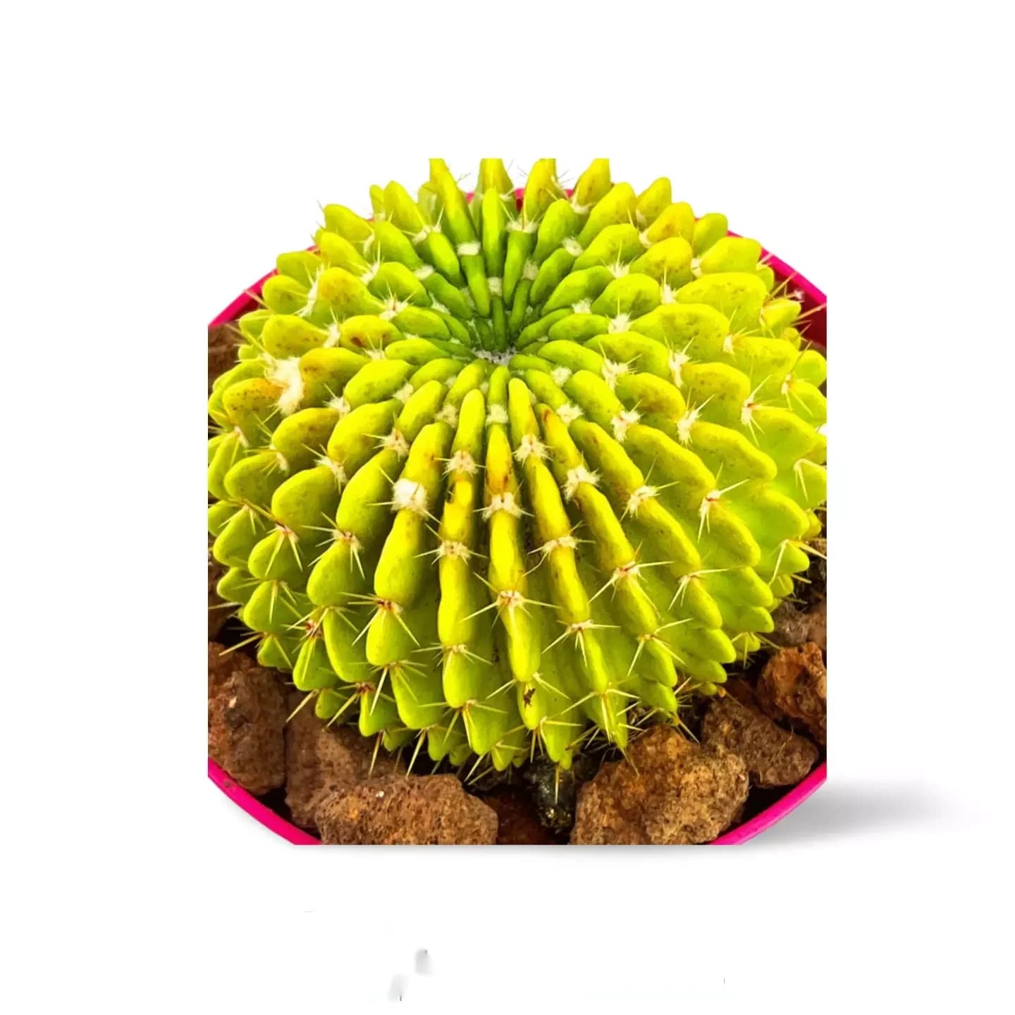 Echinopsis oxygona