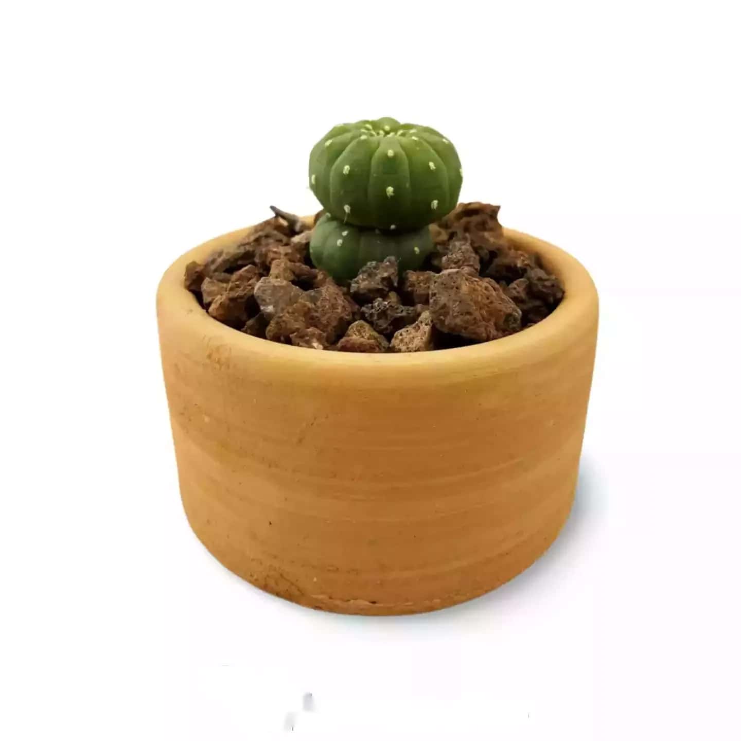 Variété d'Echinopsis Subdenudata