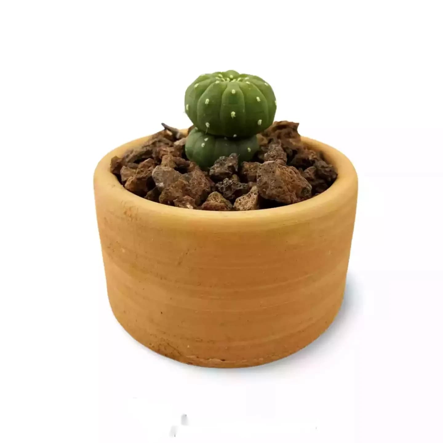 Variété d'Echinopsis Subdenudata