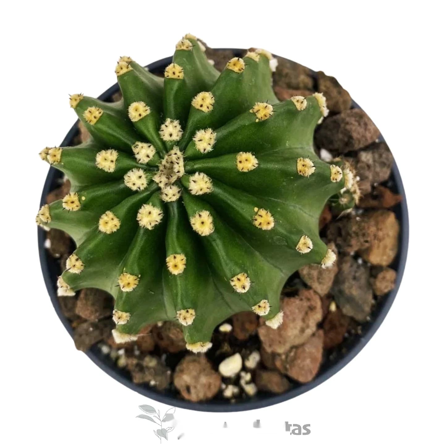 Echinopsis subdenudata