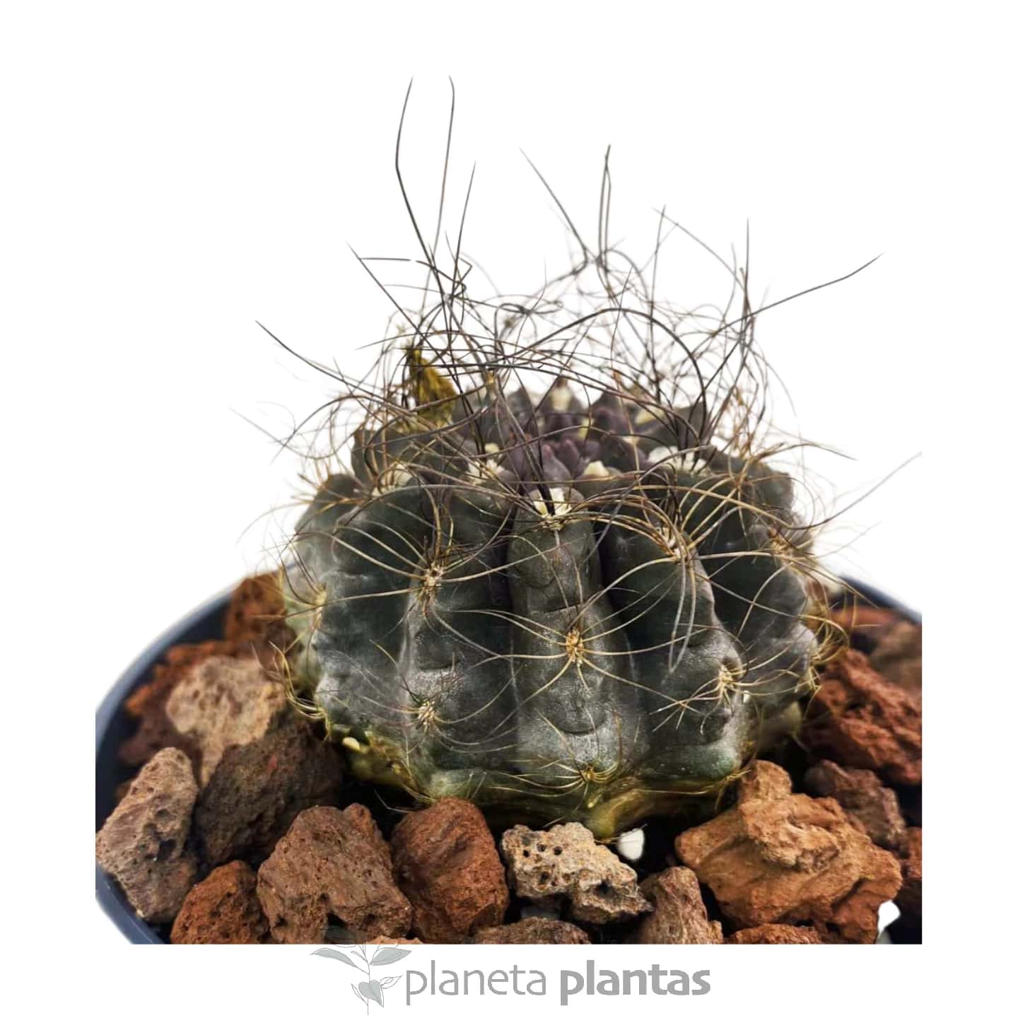 Ériosyce Senilis