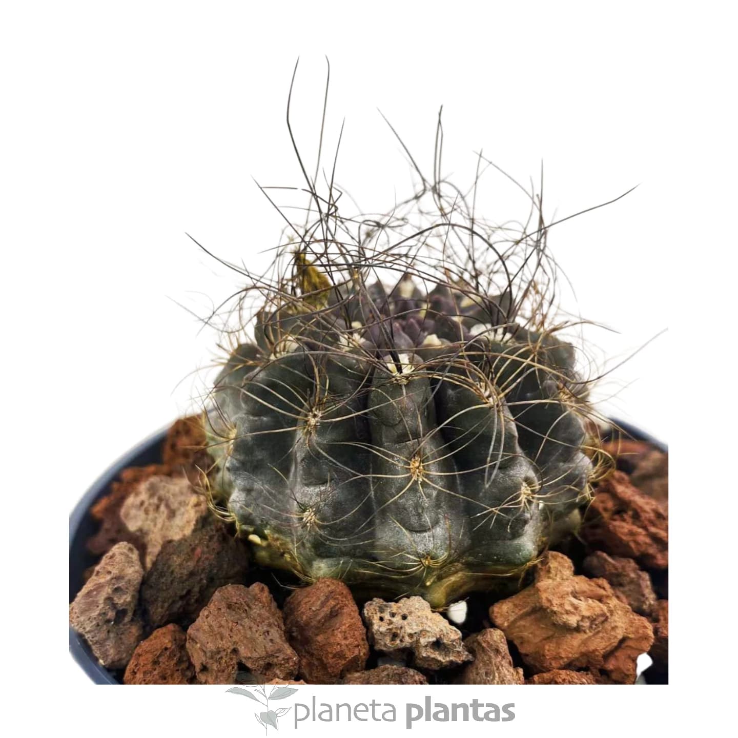 Ériosyce Senilis
