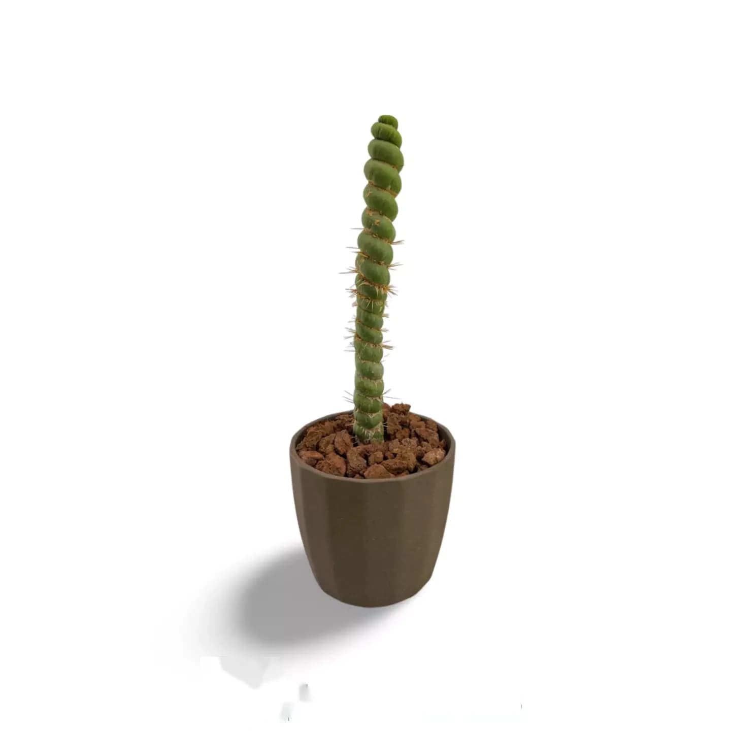 Eulychnia castanea spiralis
