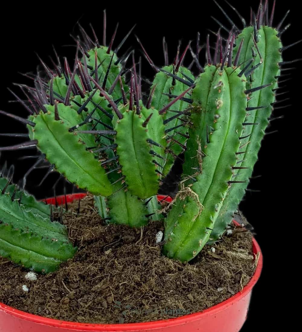 Euphorbia Enopla