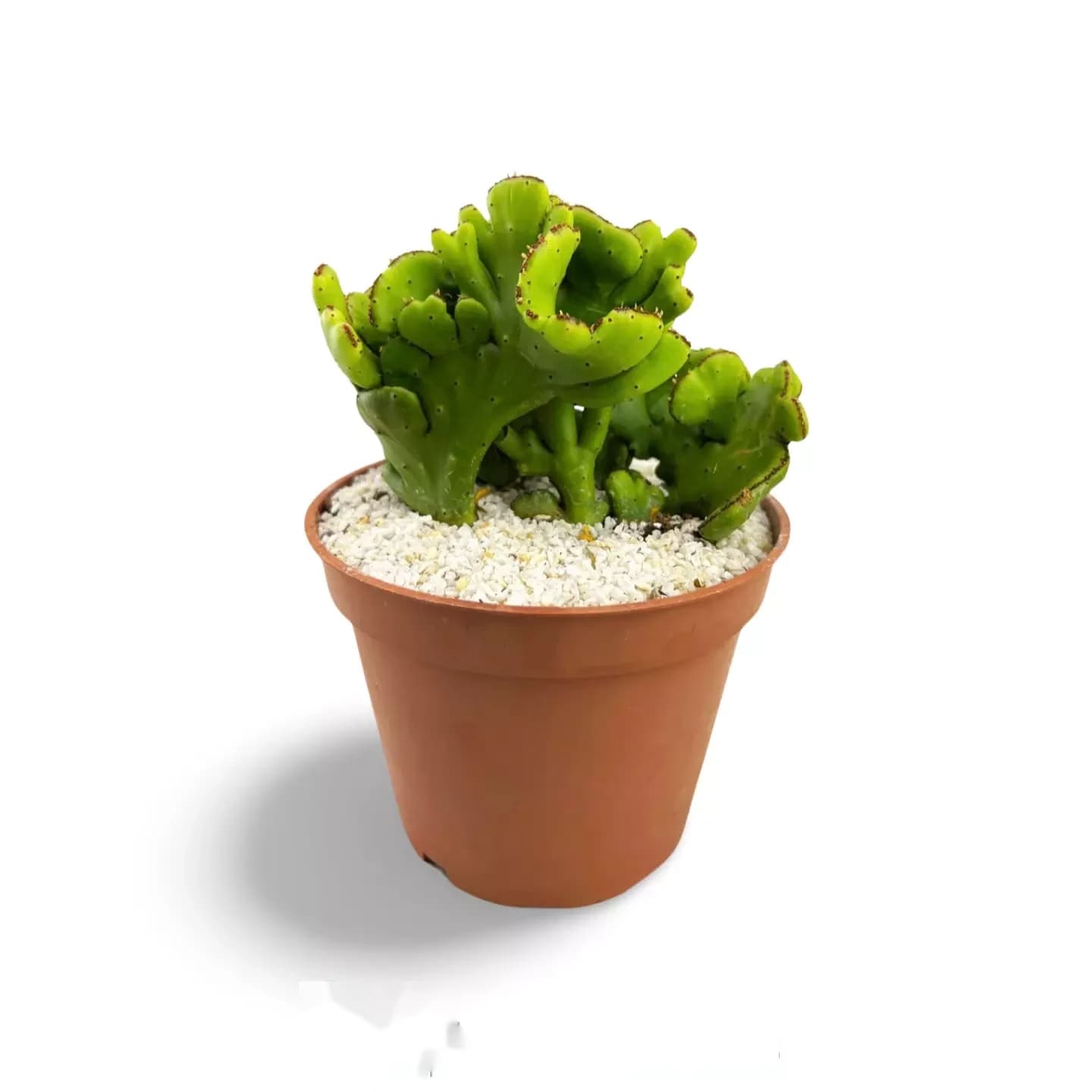 Euphorbe leucodendron