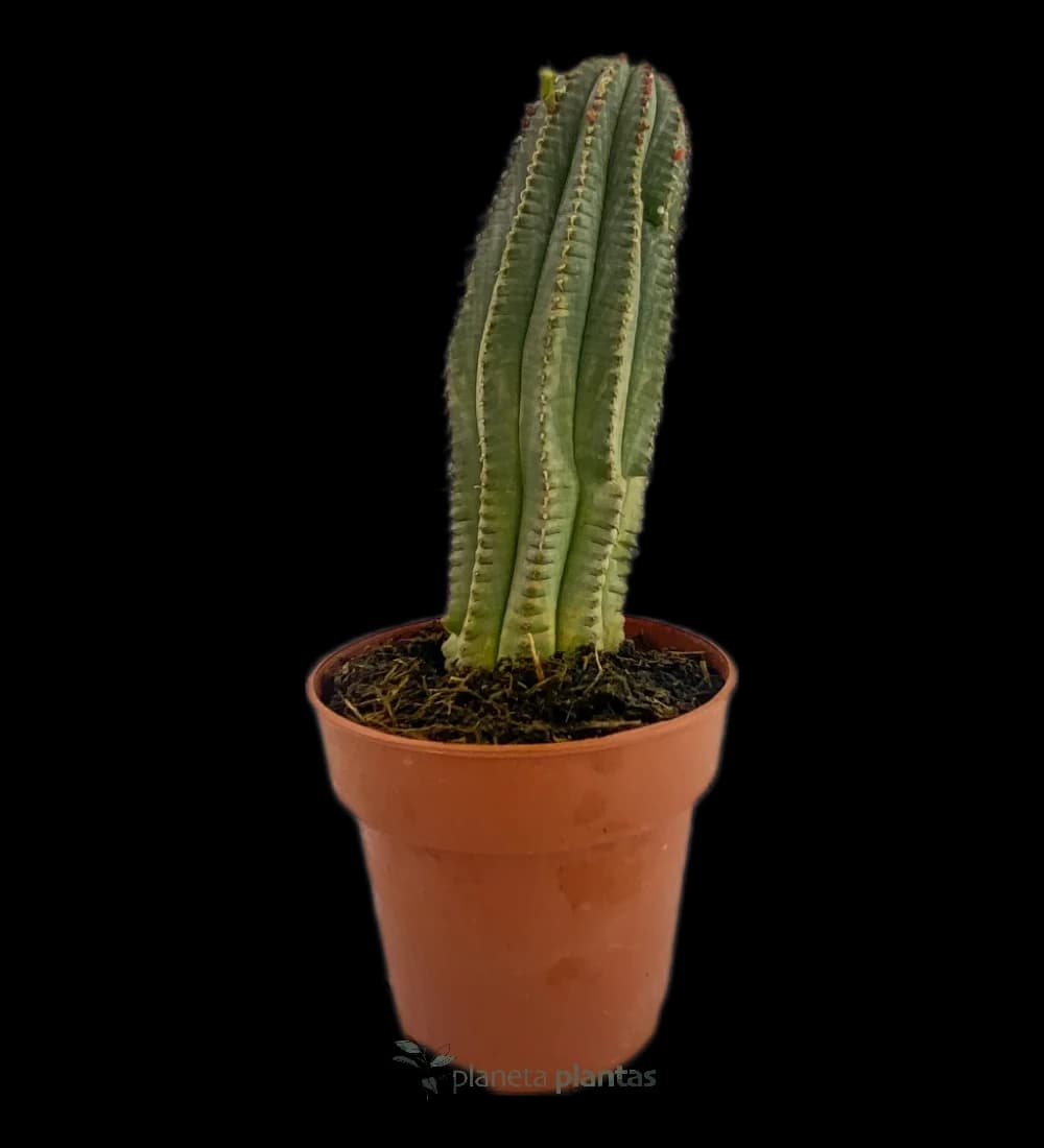 Euphorbe Polygone