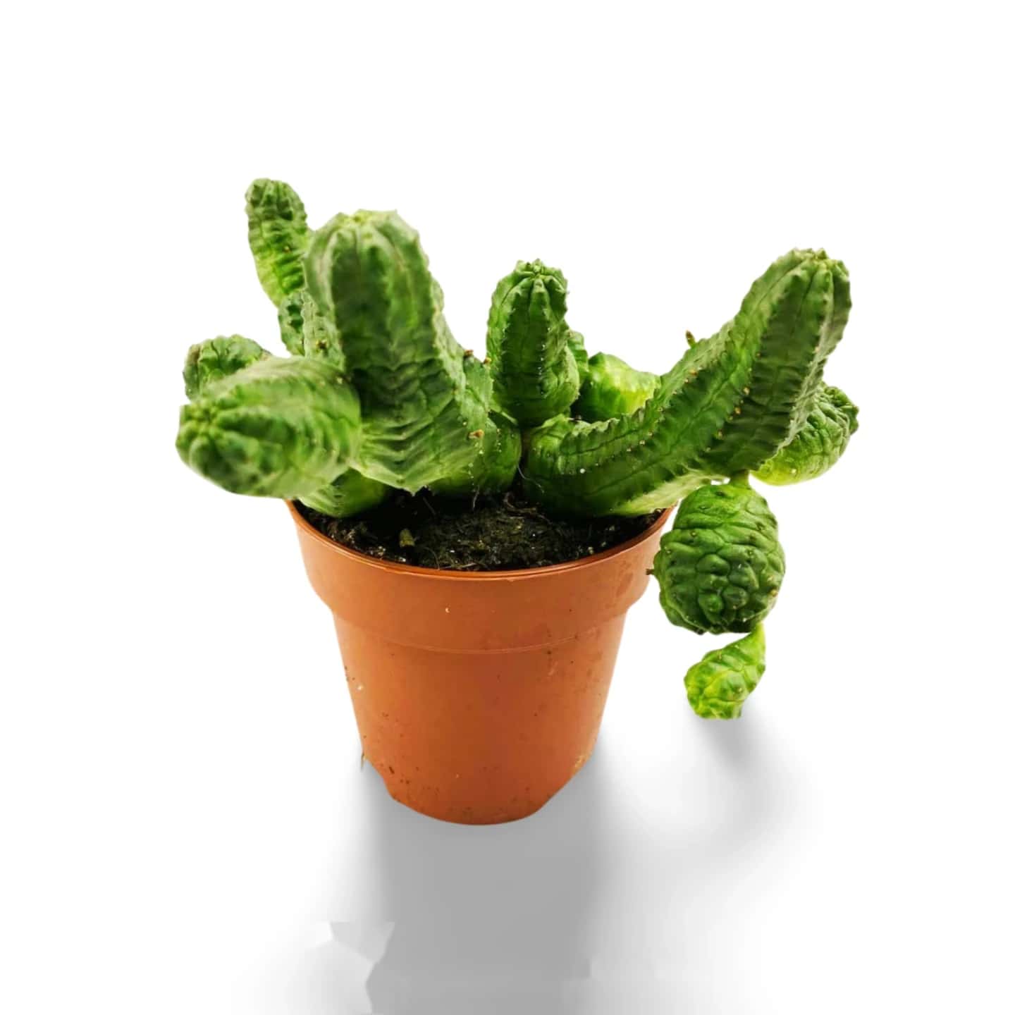 Euphorbe pseudoglobosa