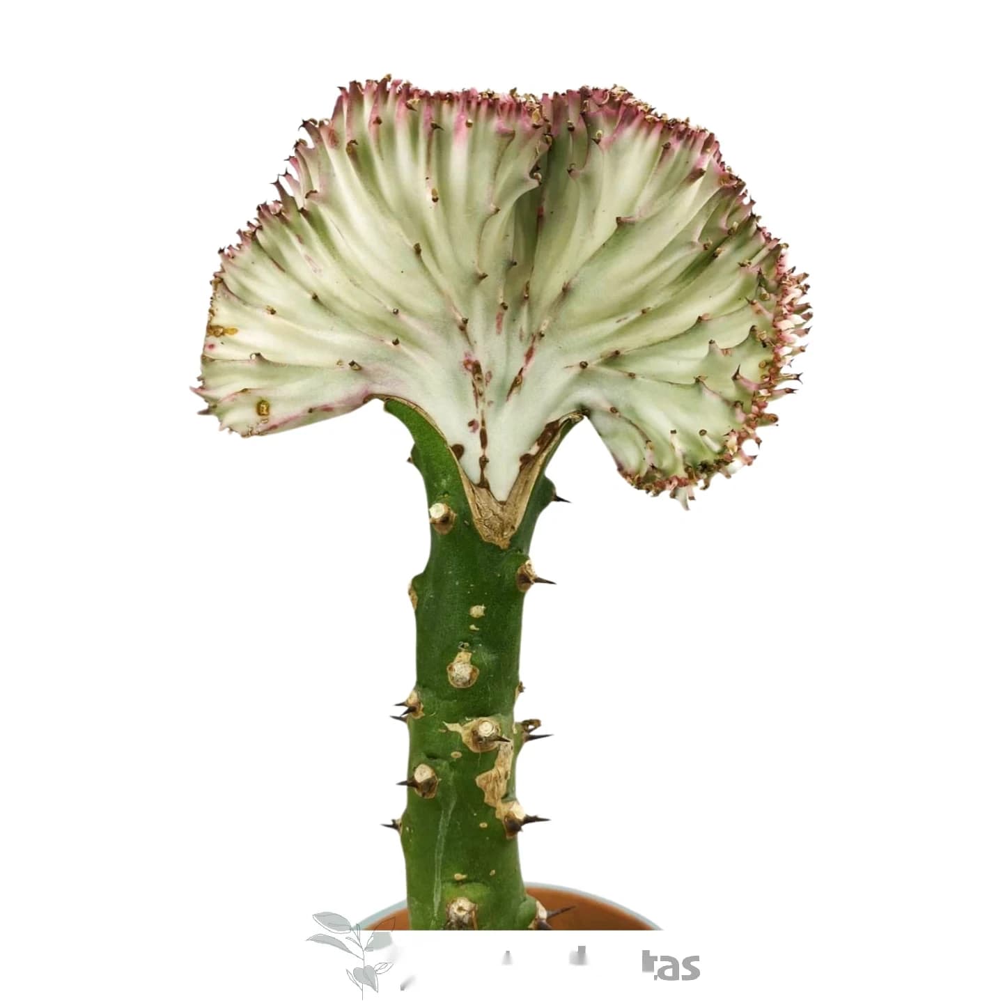 Euphorbia Lctea Cristata Rose