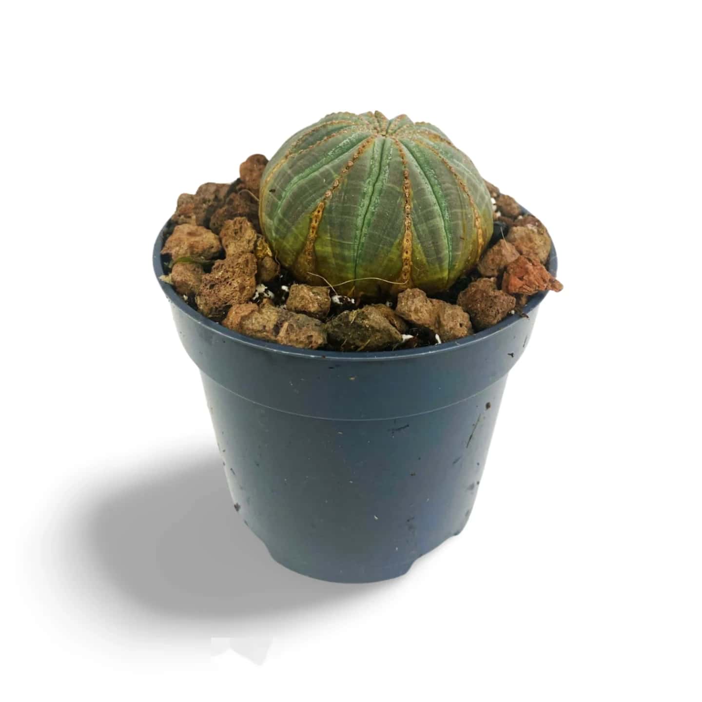 Euphorbe obèse