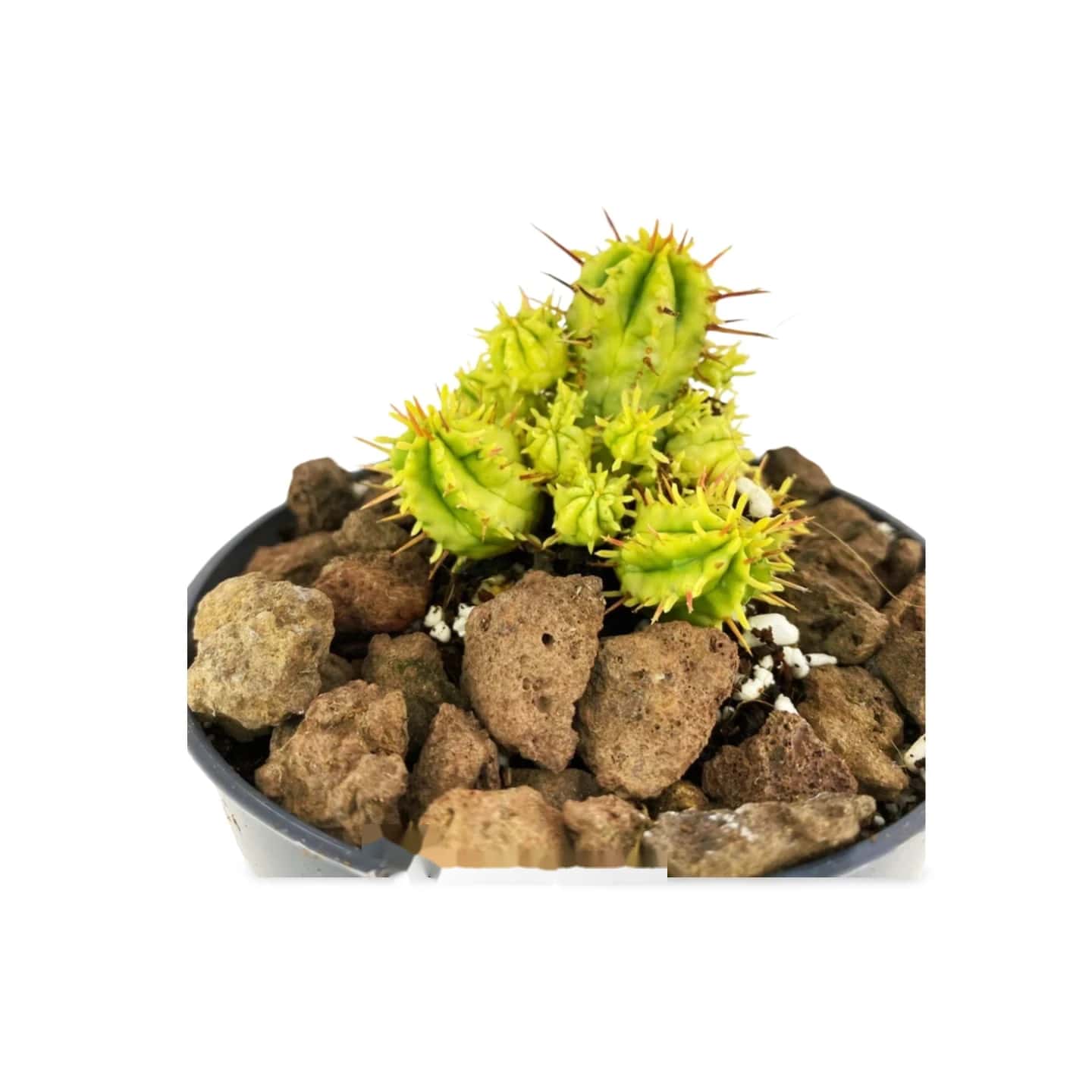 Euphorbia Aggregata Variegata