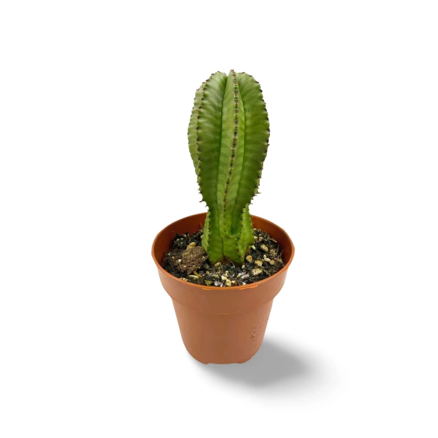 Euphorbia Anoplia 'Mère Hubbard'