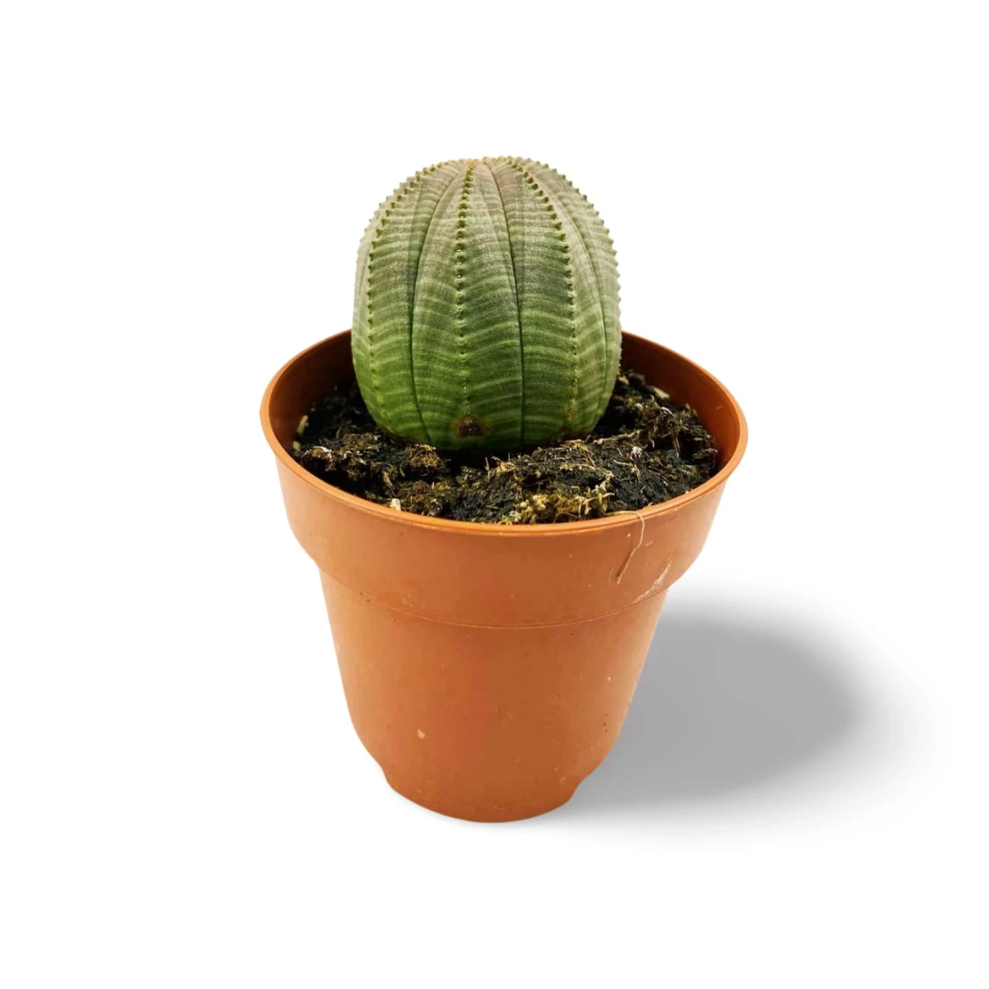 Euphorbia Obesa Afrique du Sud