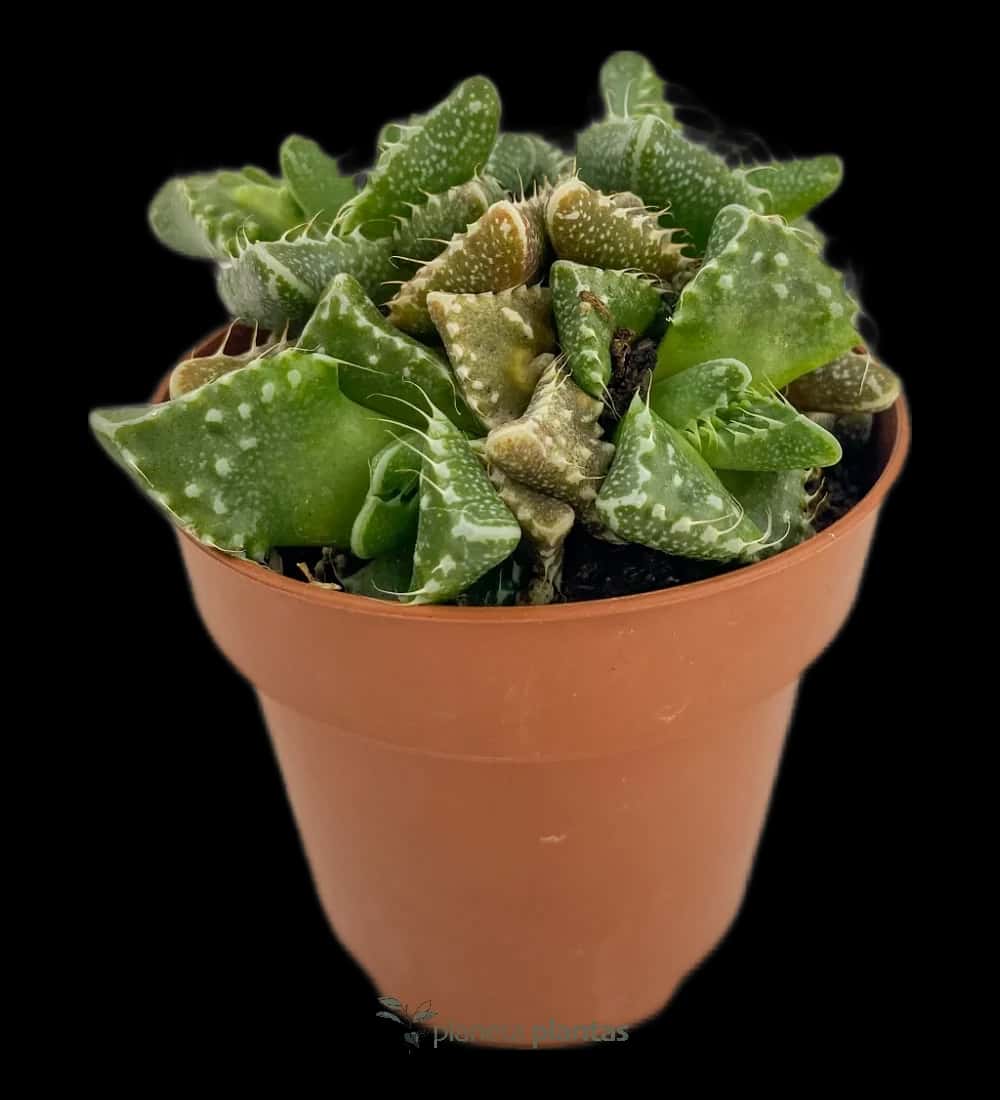 Faucaria Tigrina