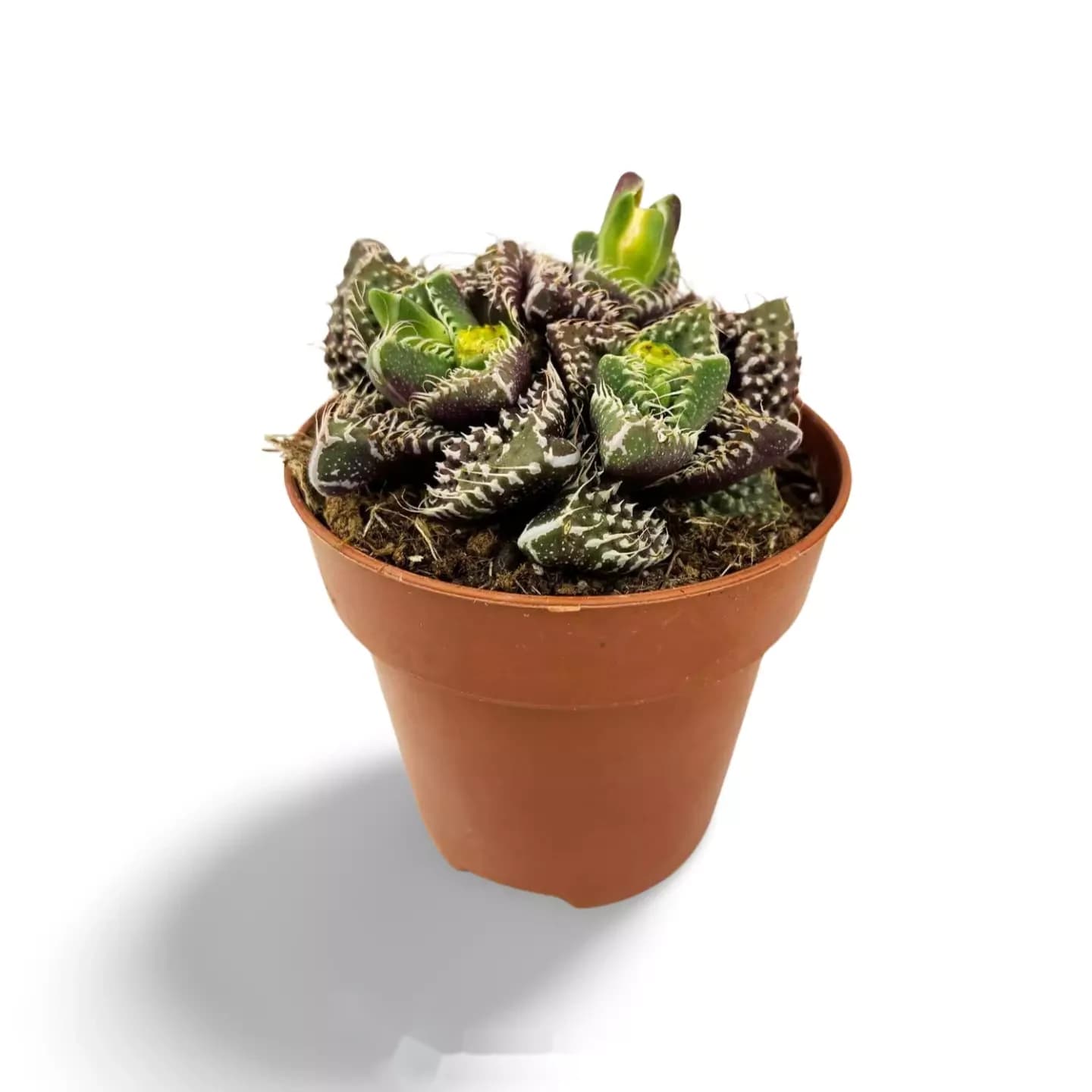 Faucaria tuberculeuse
