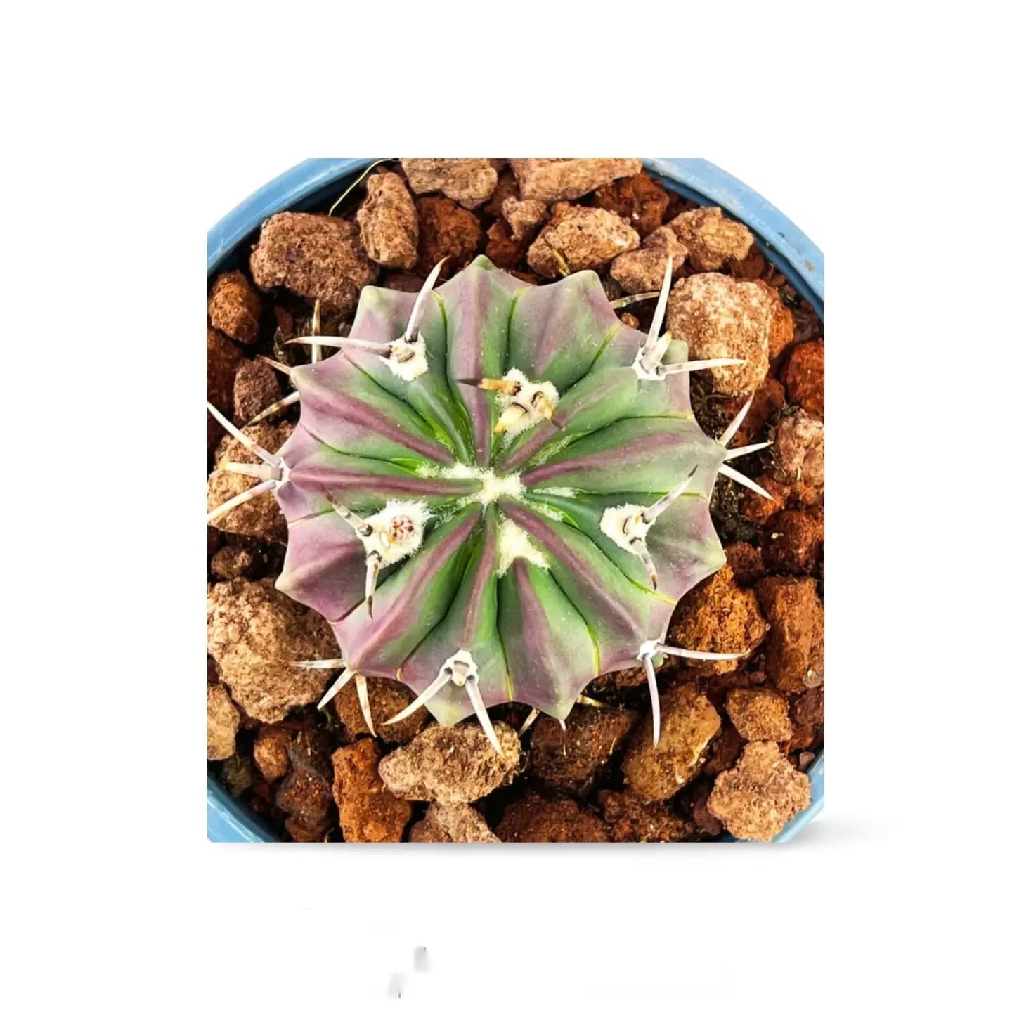 Ferocactus latispinus