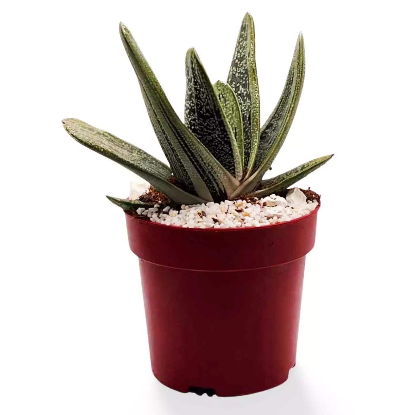 Gasteria 'Little Warty' Grande