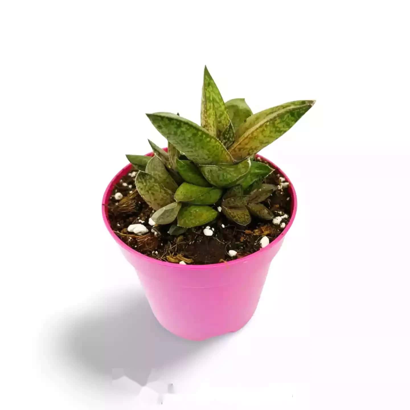 Gasteria Excelsa