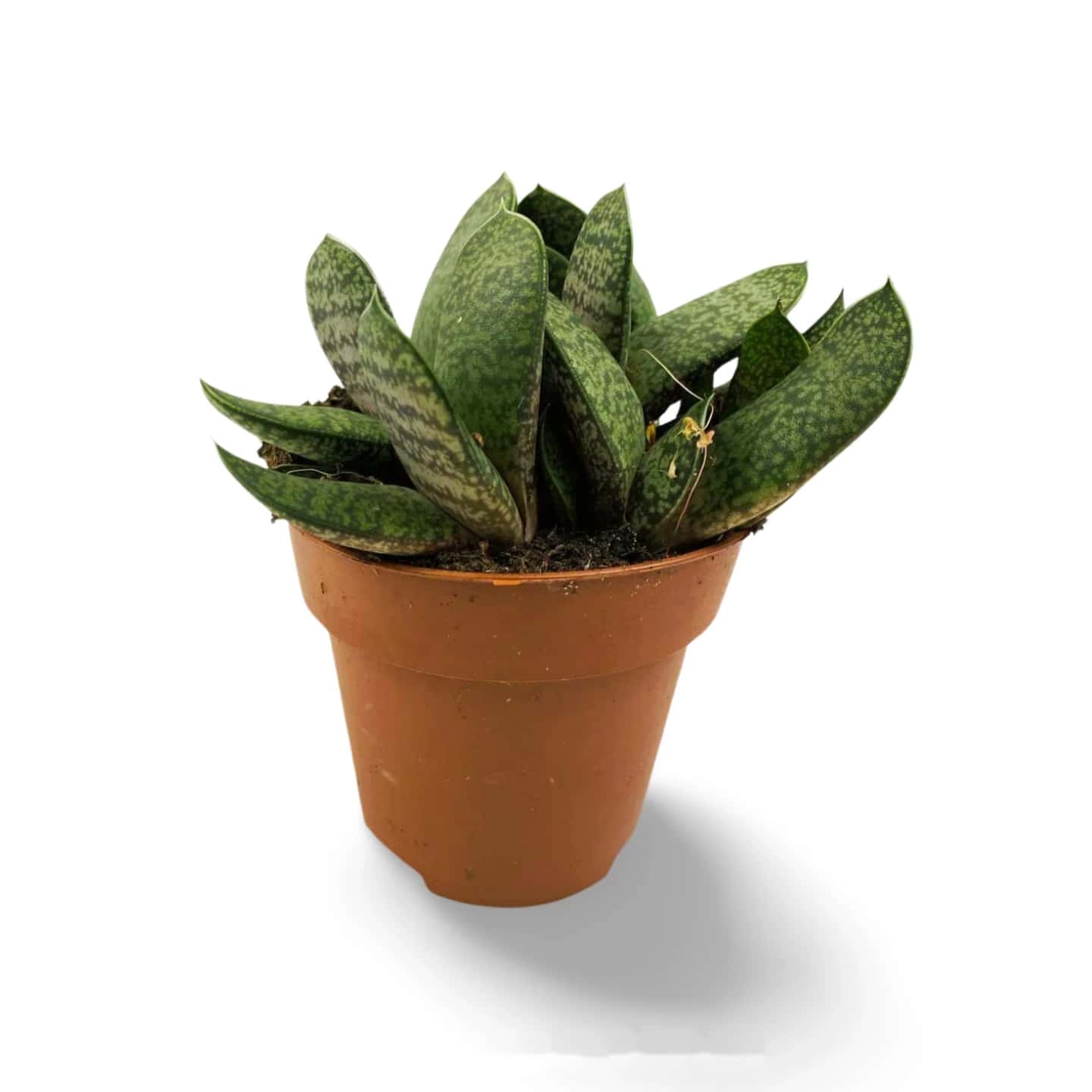 Gasteria Batesiana