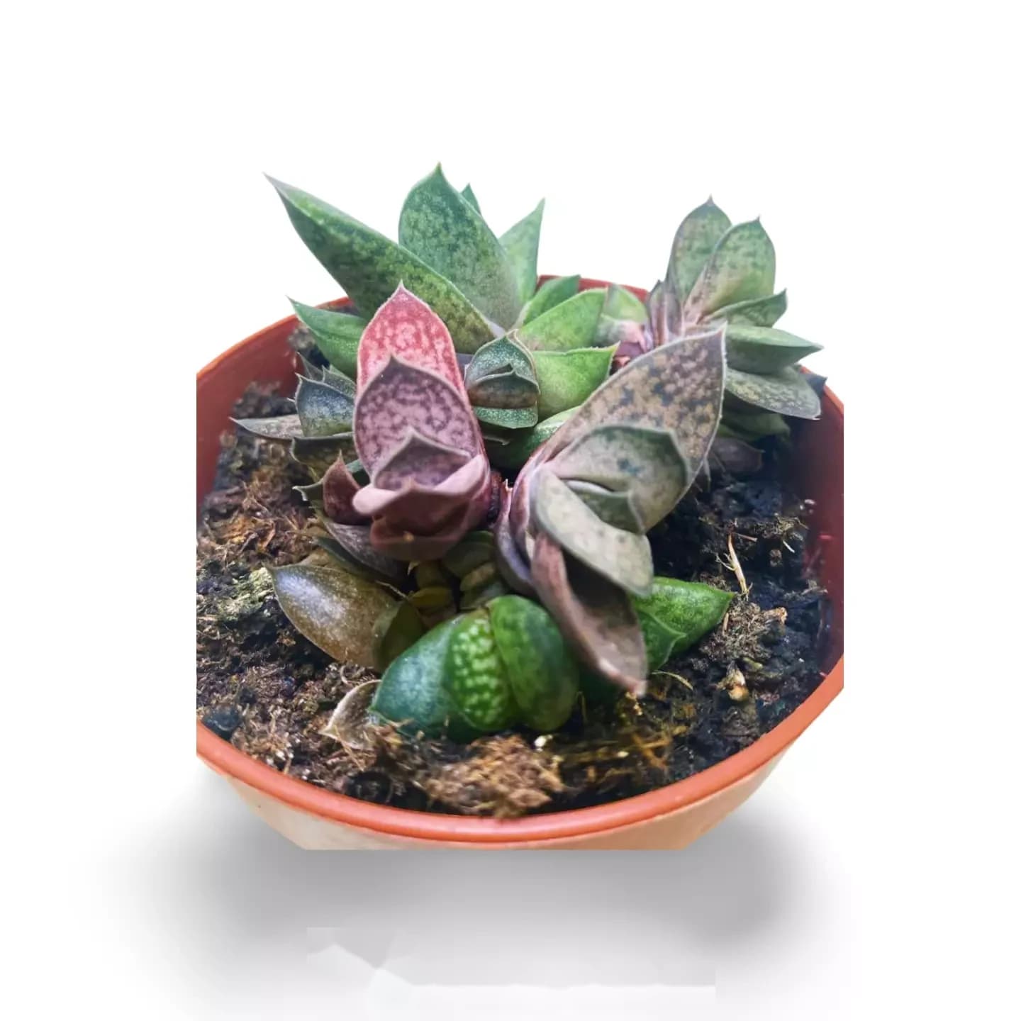 Gasteria var Rose