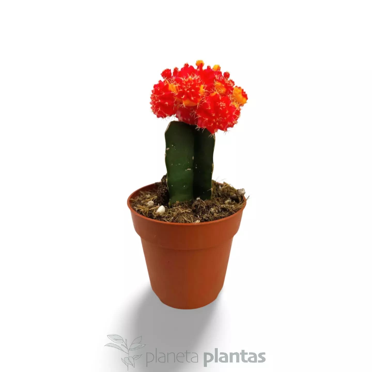 Gymnocalycium mihanovichii rouge-jaune