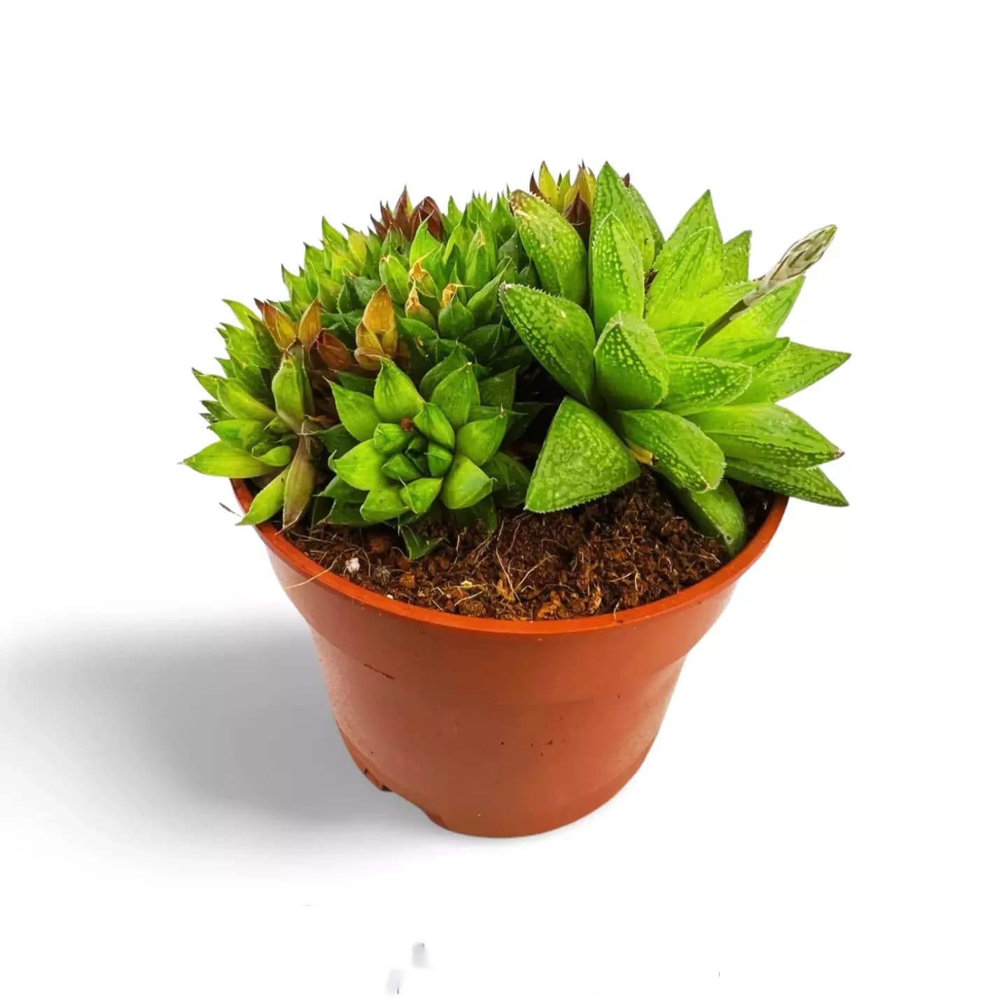 Haworthia marumiana var. batesien