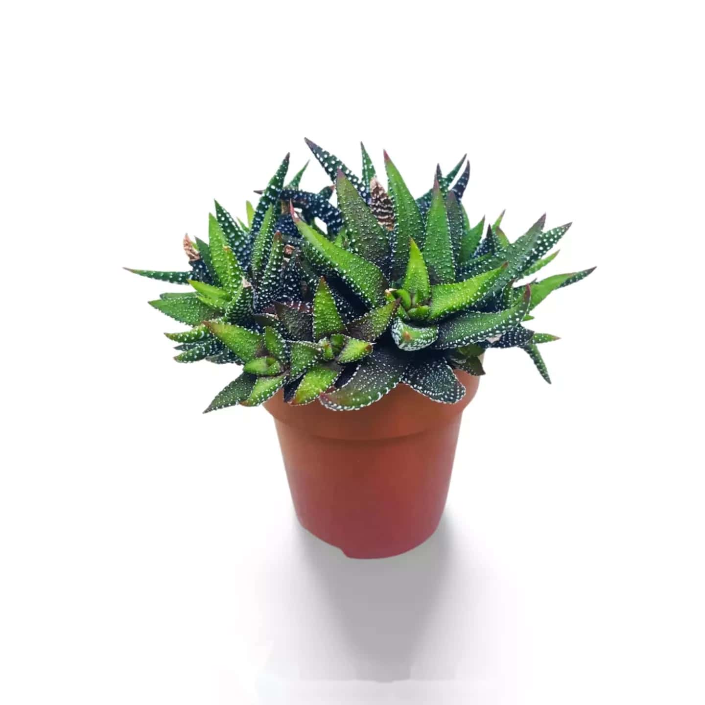 Haworthia CV Gouttes de Perles